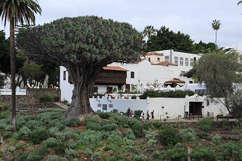 Icod de los Vinos dragon tree